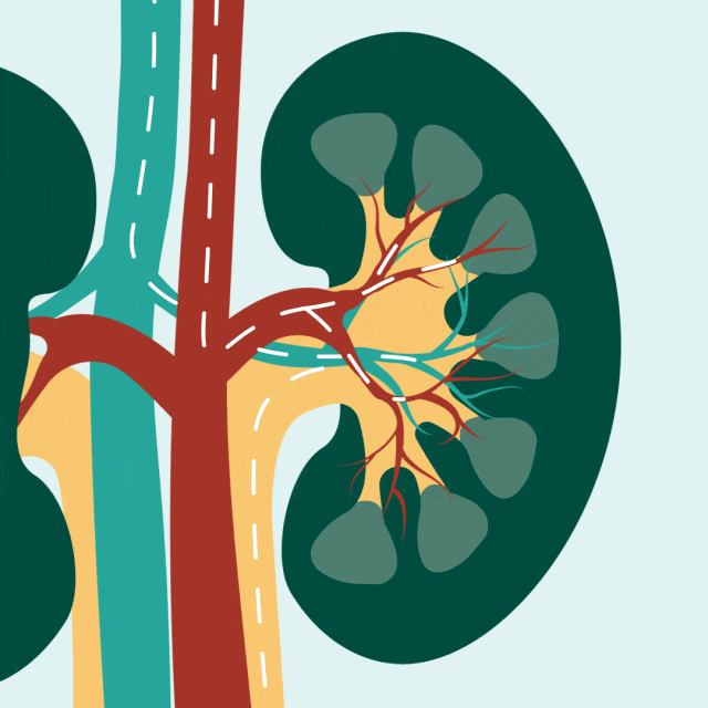 Understanding Kidney Health: Signs, Risks, and Care Strategies