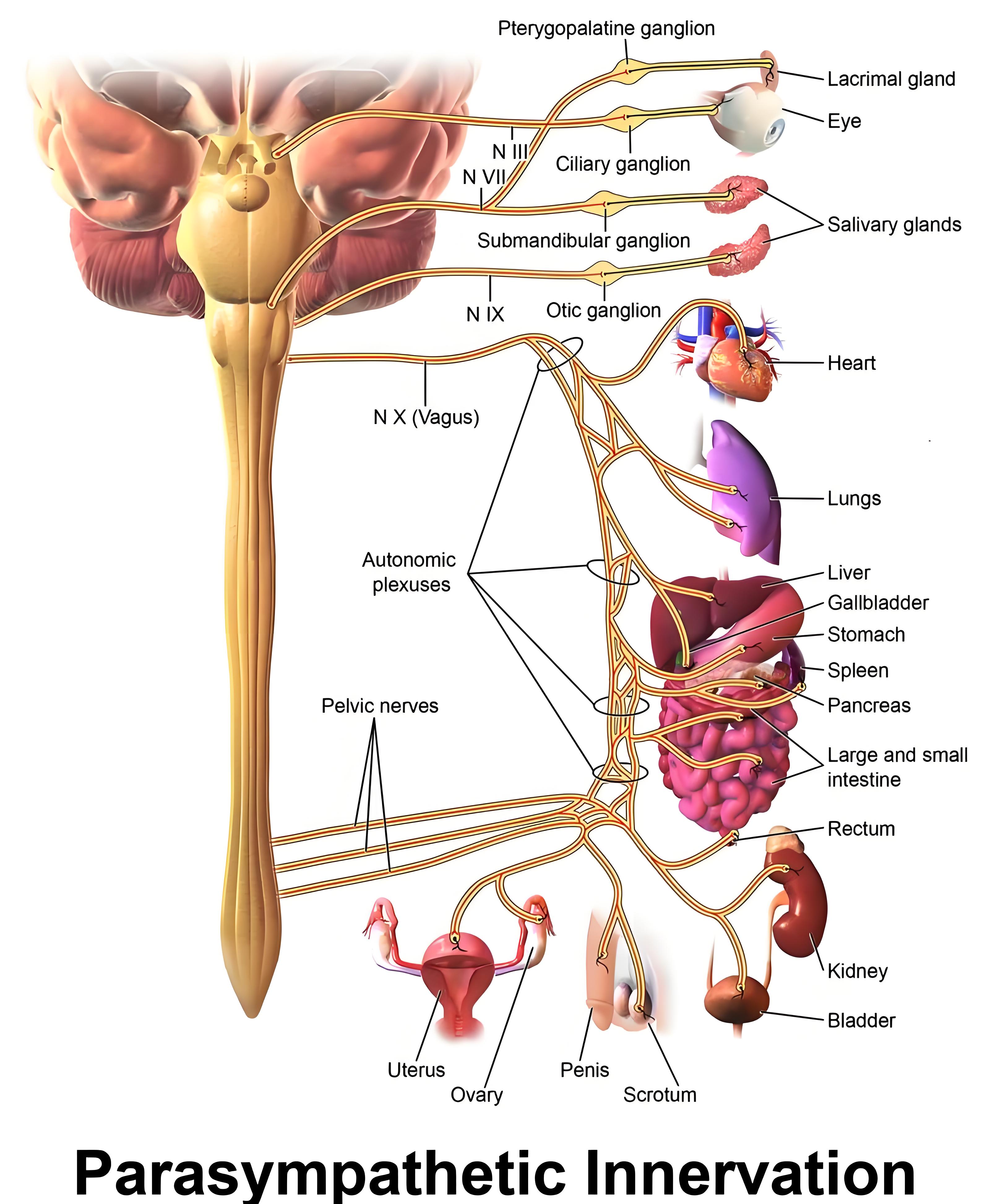 Exploring the Vagus Nerve and Its Impact on Somatic Symptoms