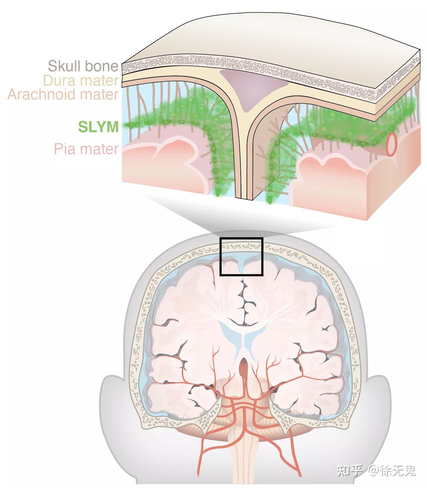 Brain’s Surprising Gatekeepers: How Dural Mast Cells Control Fluid Flow and Block Infections
